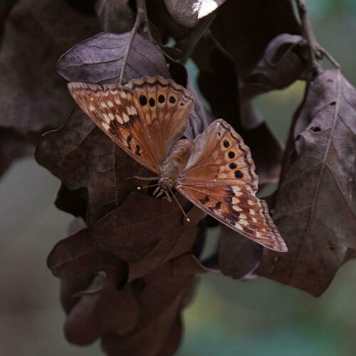 Tawny Emperor photo 5