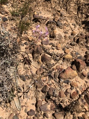 Pelargonium ternifolium