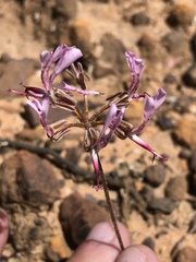 Pelargonium ternifolium