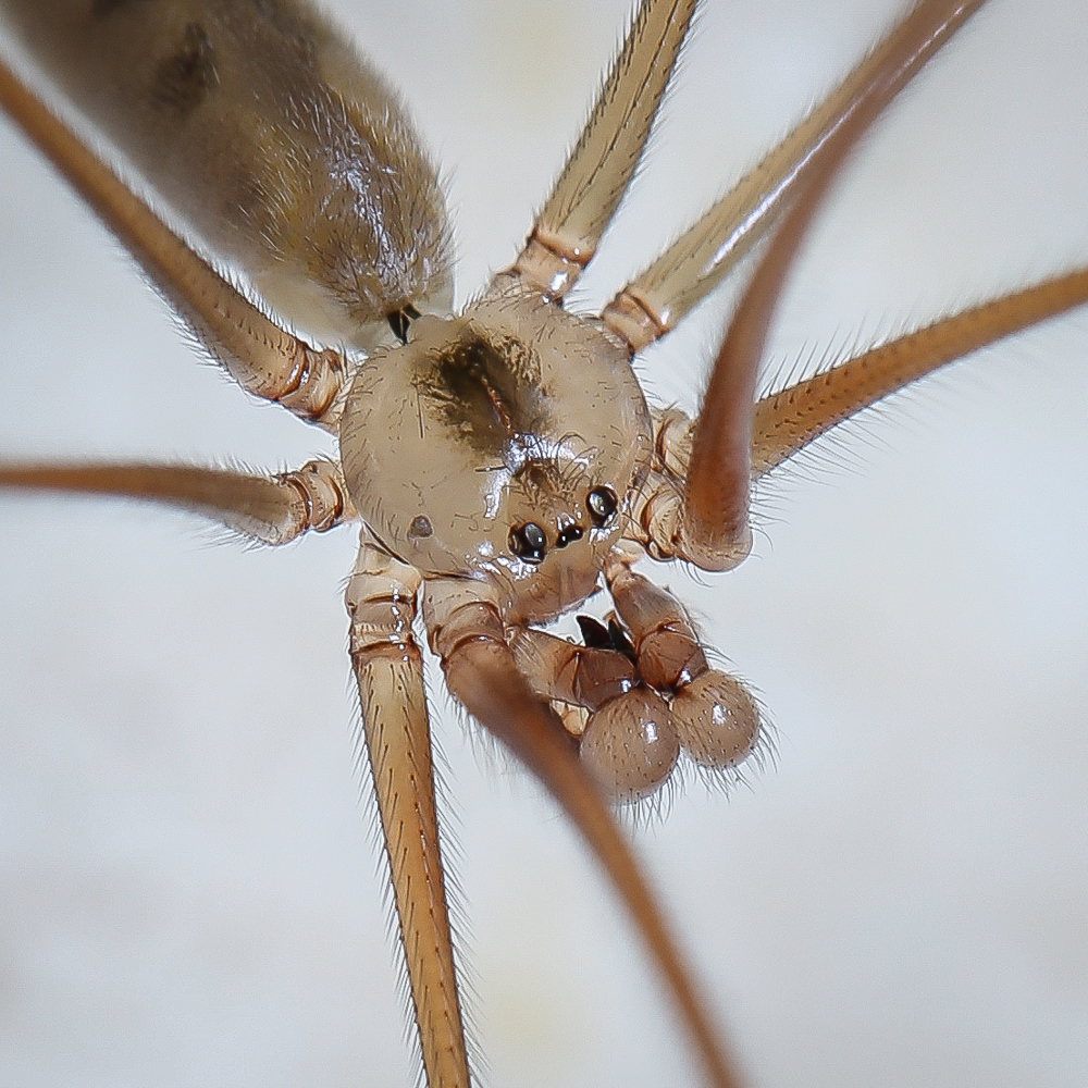 Pholcinae