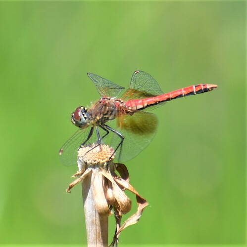 Band-winged Meadowhawk photographed in Idaho