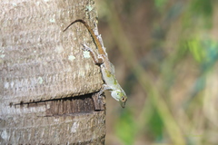 Anolis ignigularis