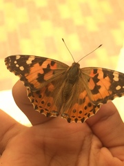 Vanessa cardui