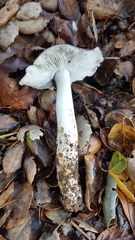 Tricholoma griseoviolaceum