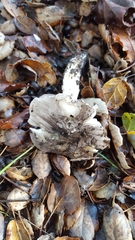 Tricholoma griseoviolaceum