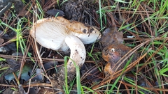 Tricholoma muricatum