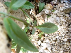 Neogaerrhinum filipes