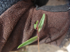 Neogaerrhinum filipes