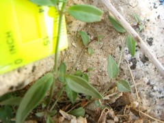 Neogaerrhinum filipes
