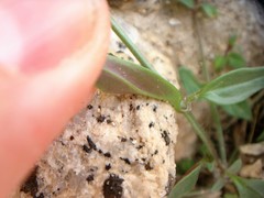 Neogaerrhinum filipes