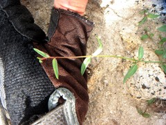 Neogaerrhinum filipes