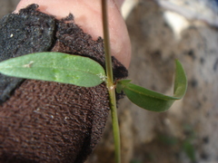 Neogaerrhinum filipes