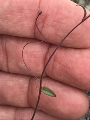 Neogaerrhinum filipes