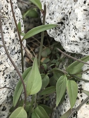 Neogaerrhinum filipes