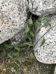 Neogaerrhinum filipes