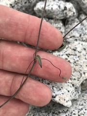 Neogaerrhinum filipes