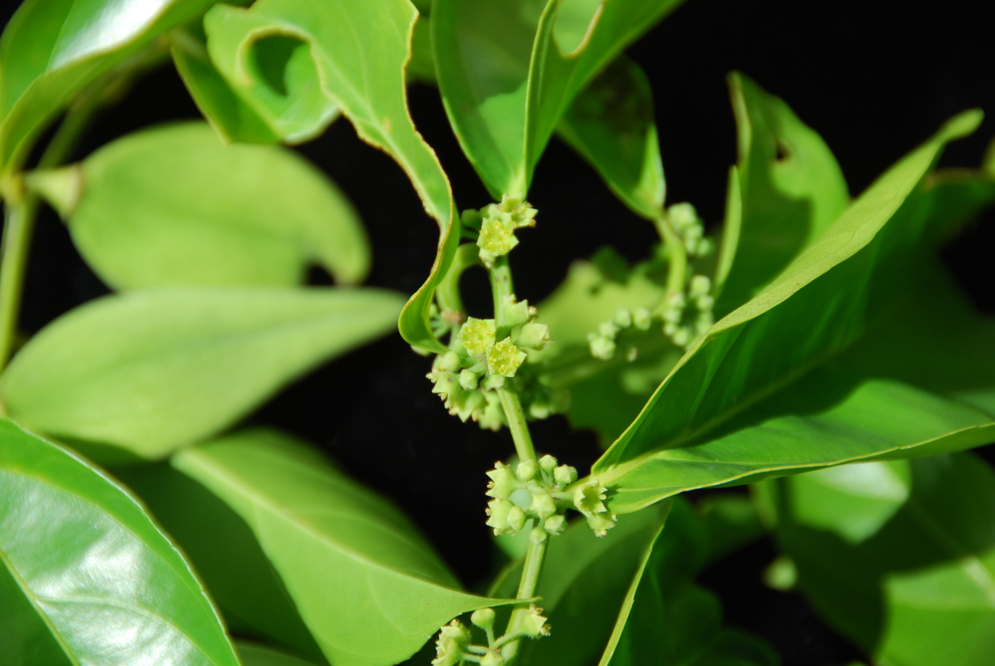 Smythea lanceata