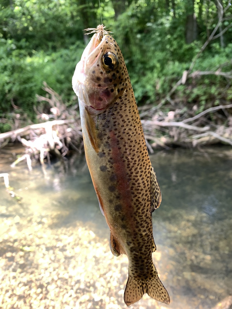 Rainbow Trout from Crane Creek, Crane, MO, US on June 17, 2023 at 01:03 ...