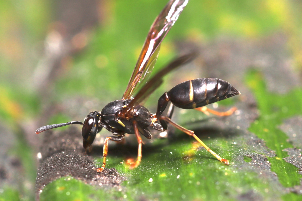 Agelaia vicina