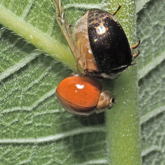 Coelophora inaequalis