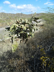 Consolea moniliformis