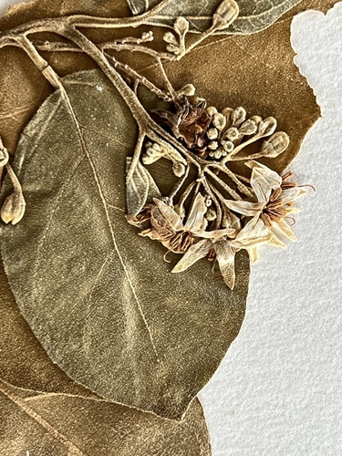 Solanum guamense