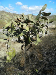 Consolea moniliformis