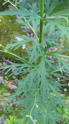 Image of Aconitum baicalense by (c) Ochirnima Nimaev, some rights reserved (CC BY)