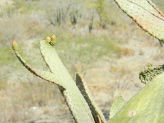 Consolea moniliformis