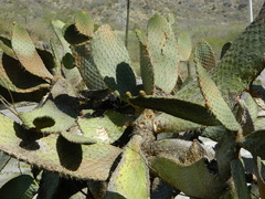 Consolea moniliformis