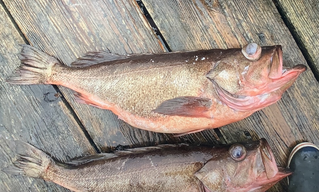 Silvergray Rockfish from North Pacific Ocean, Sitka, AK, US on July 18, 2023 at 0457 PM by