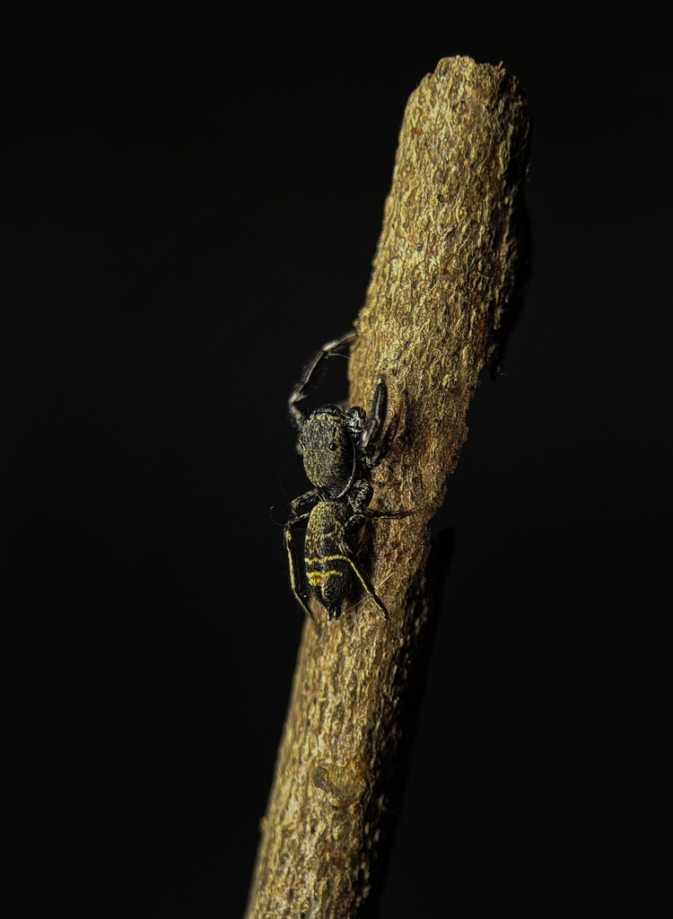 Breda apicalis