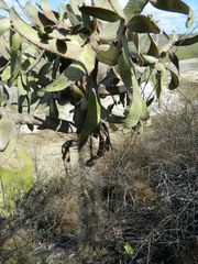 Consolea moniliformis