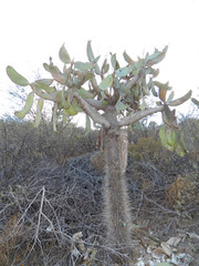 Consolea moniliformis