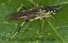 Xylomya tenthredinoides