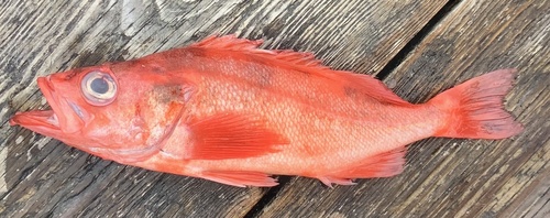 Black bass (Sebastes alutus) — Sebastidae — 2