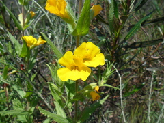 Diplacus clevelandii