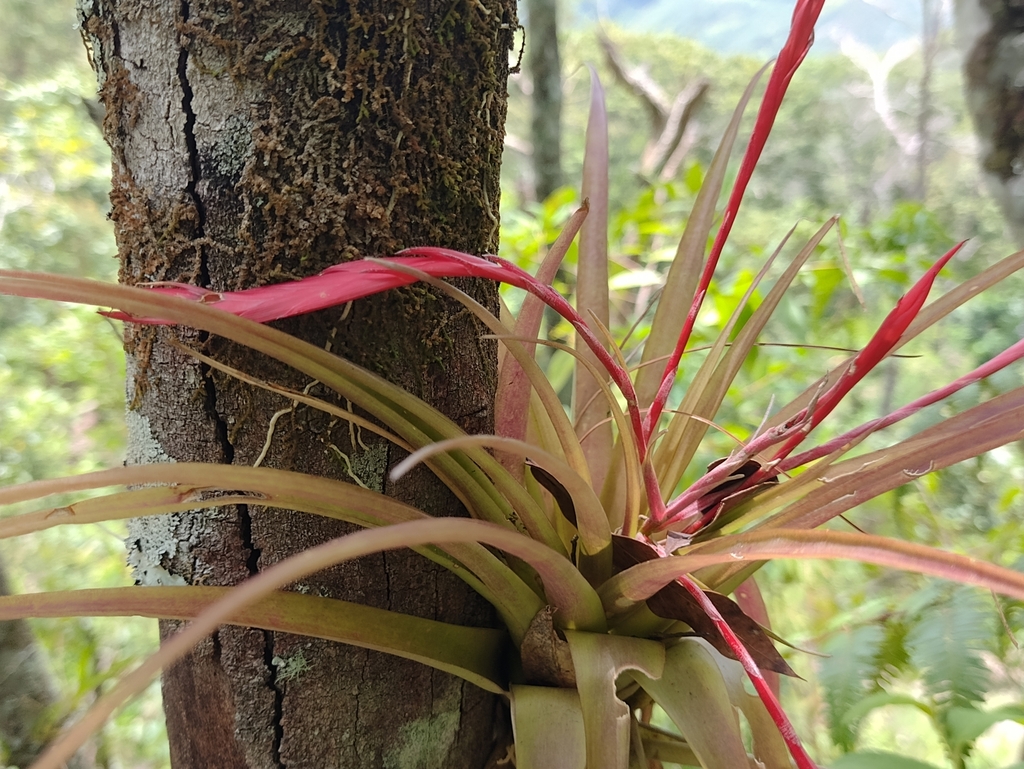 Tillandsia flabellata from 30127 Chis., México on July 16, 2023 at 11: ...