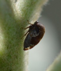Smiliini