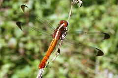 Thermorthemis madagascariensis