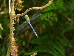 Anax tumorifer