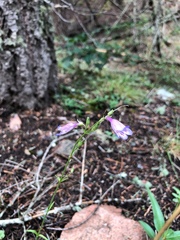 Penstemon inflatus
