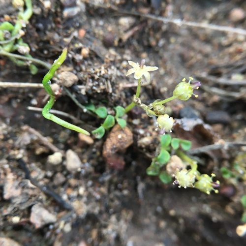 Dioscorea biloba (Dioscorea biloba)