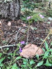 Penstemon inflatus