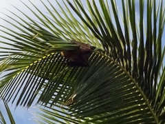 Pteropus seychellensis comorensis