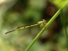 Ceriagrion nigrolineatum