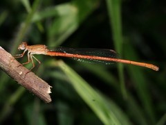 Ceriagrion glabrum