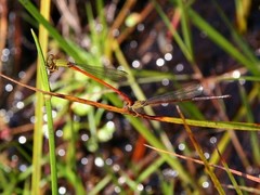 Ceriagrion glabrum