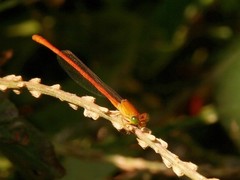 Ceriagrion glabrum