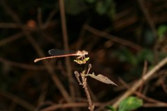 Ceriagrion glabrum